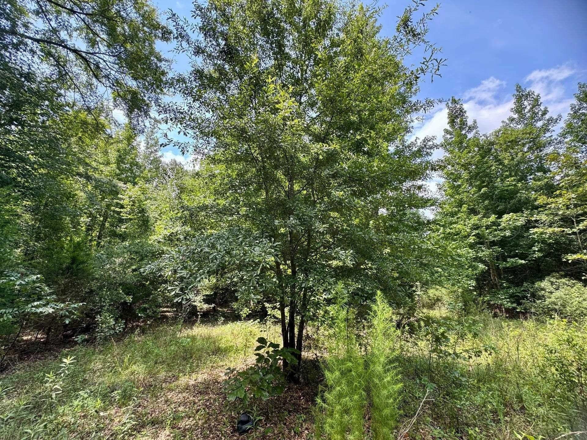 2 acres in Cass County - photo 7