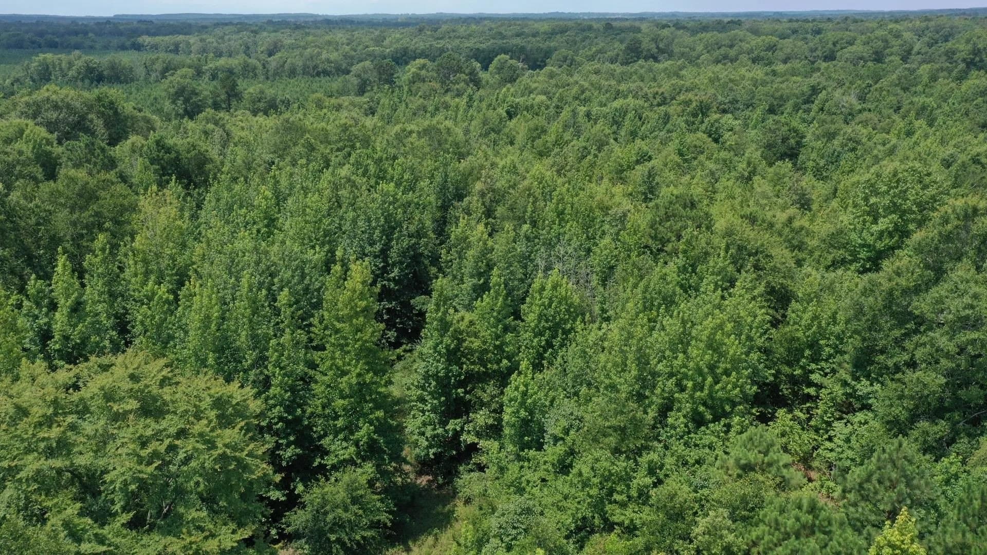 2 acres in Cass County gallery image 3