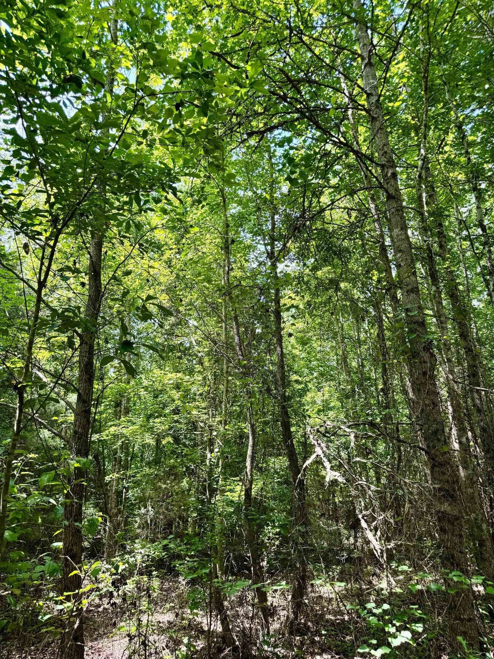 2 acres in Cass County - photo 22