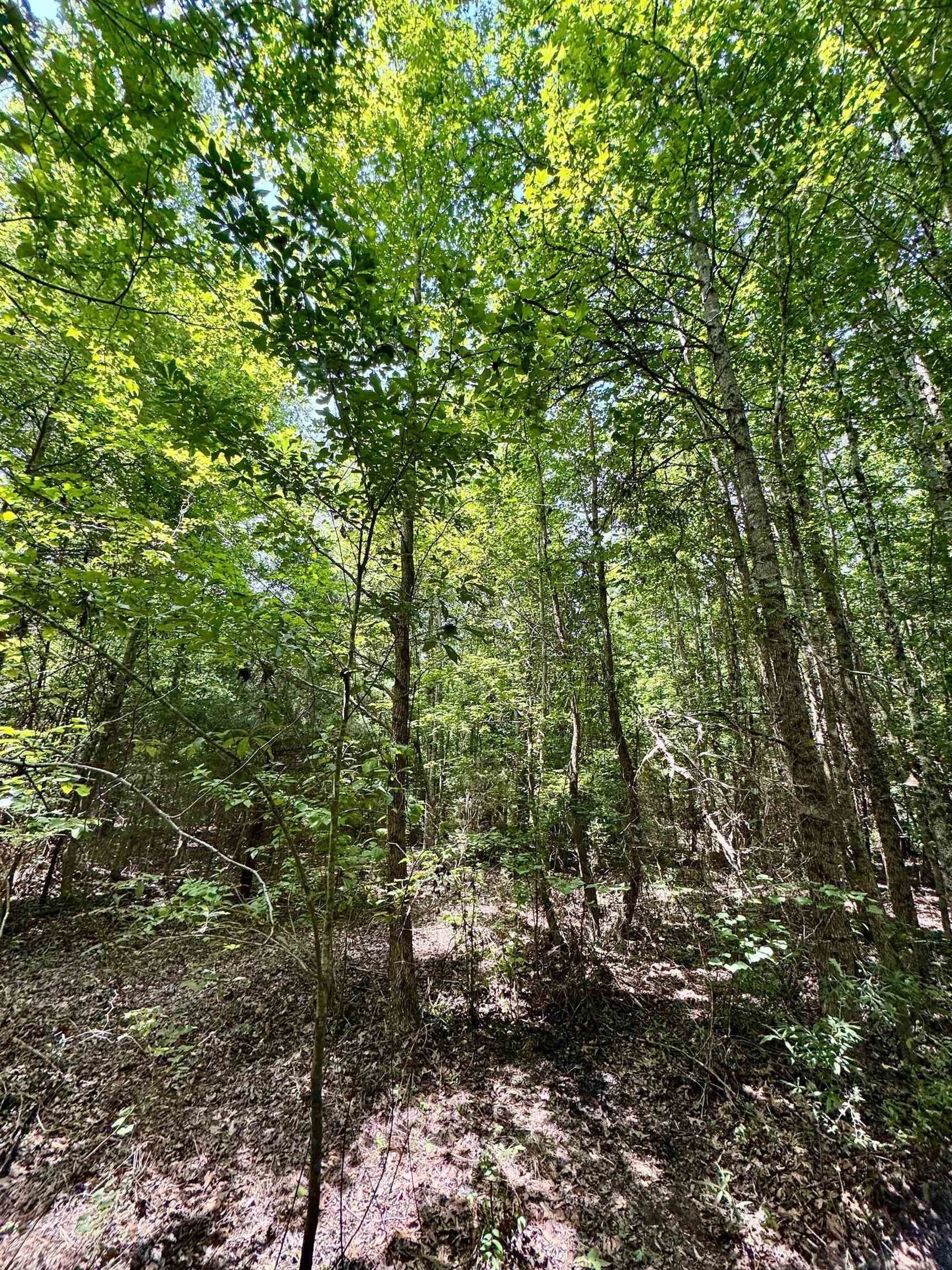 2 acres in Cass County - photo 9