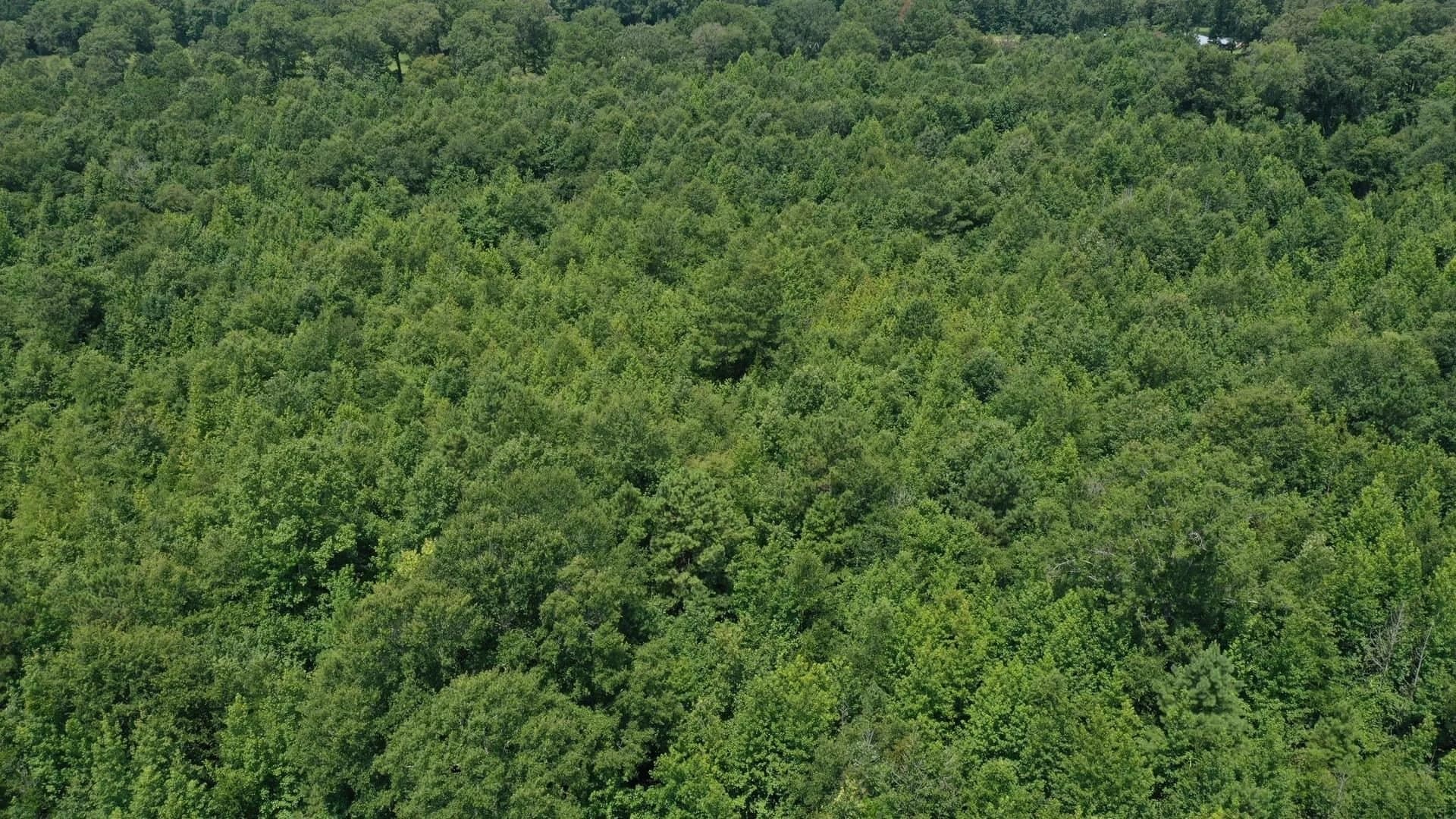 2 acres in Cass County - photo 12