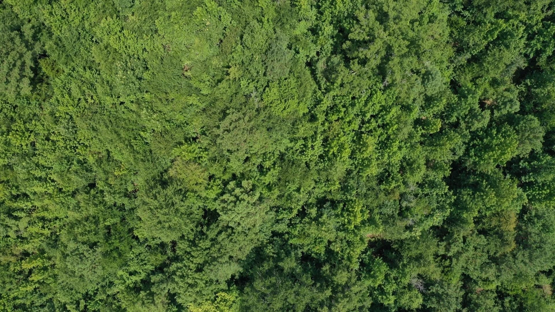 2 acres in Cass County - photo 14