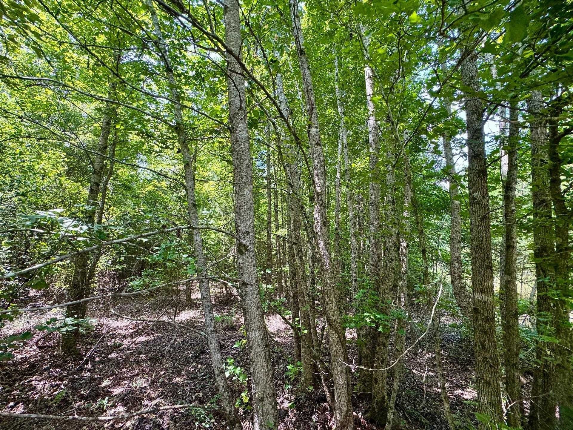 2 acres in Cass County - photo 8