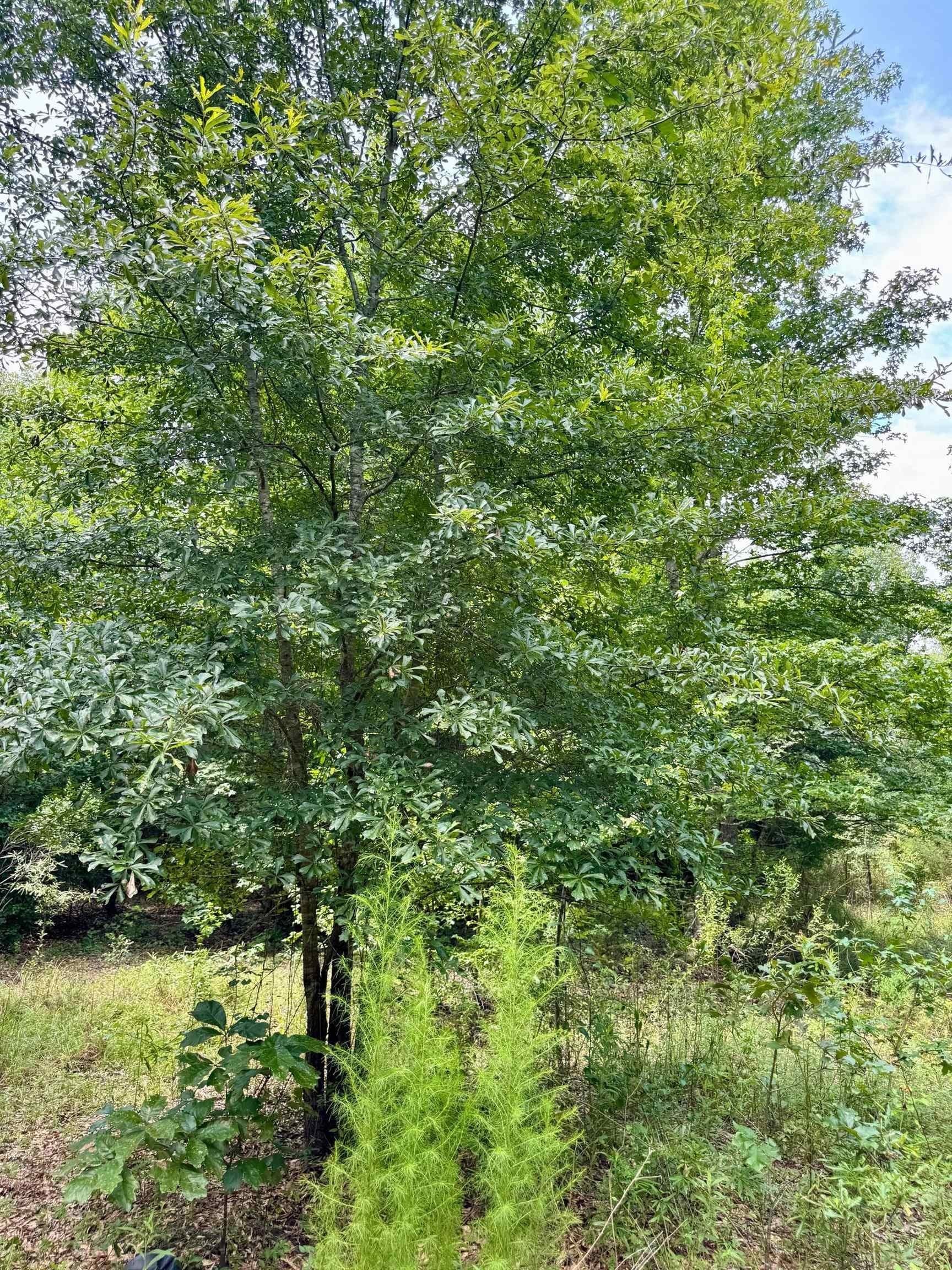 2 acres in Cass County - photo 6