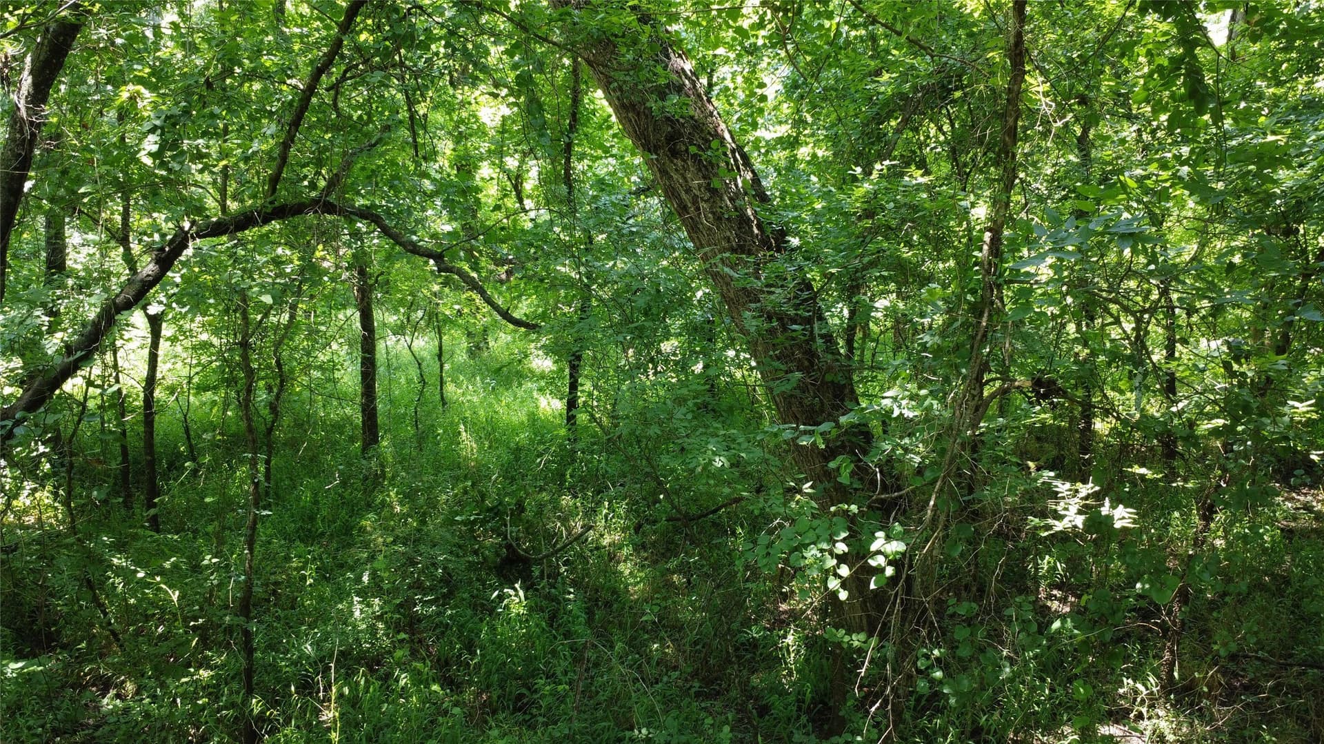 39.23 acres in Grayson County - photo 4