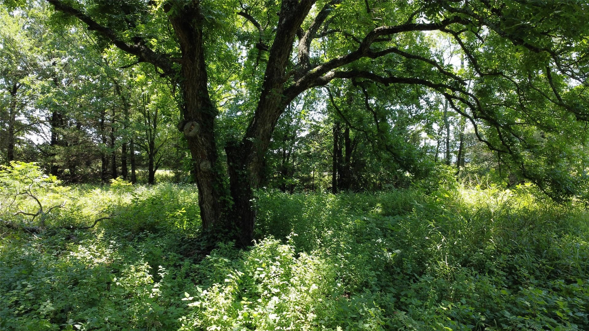 39.23 acres in Grayson County - photo 21