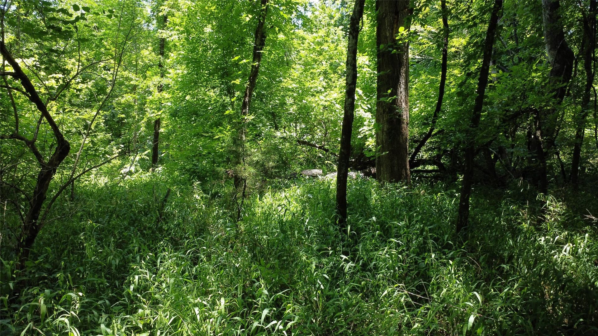 39.23 acres in Grayson County - photo 23