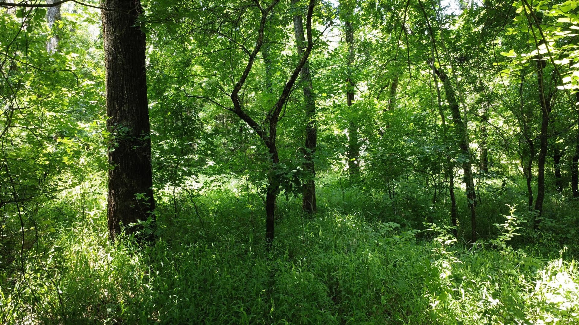 39.23 acres in Grayson County - photo 22