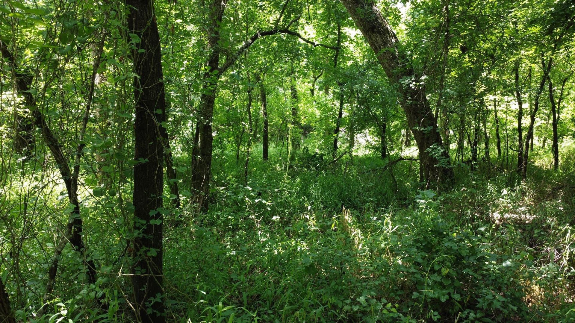 39.23 acres in Grayson County - photo 26