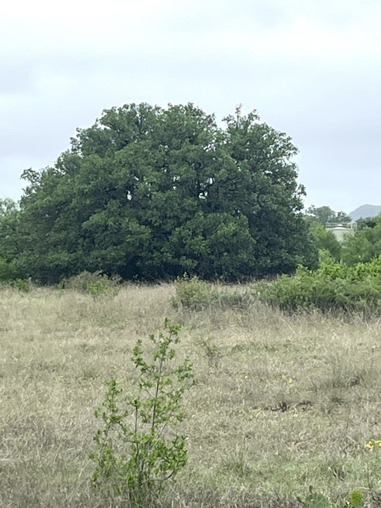 2.59 acres in Real County - photo 23