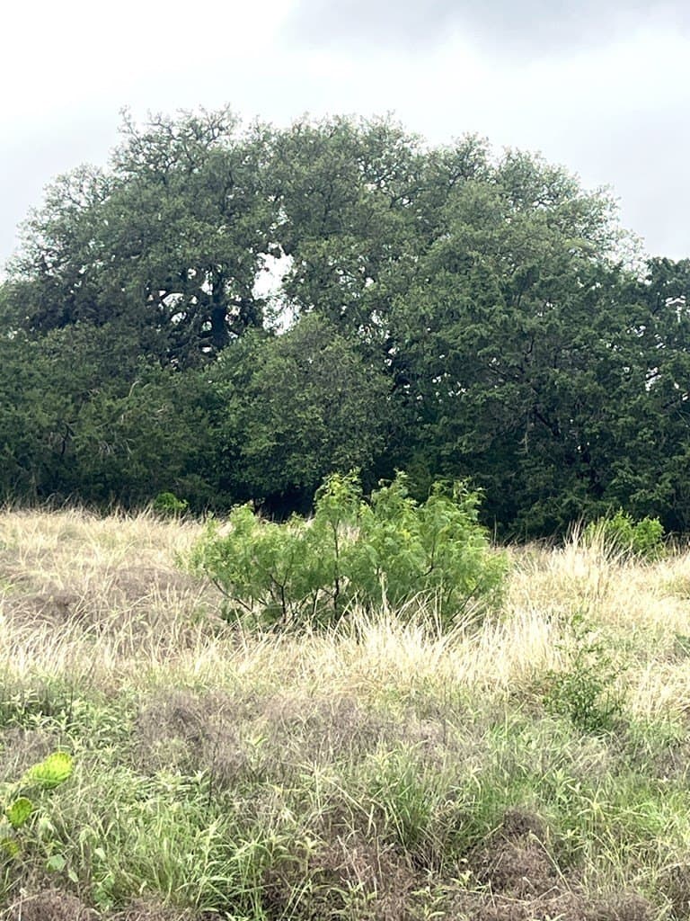 2.59 acres in Real County - photo 15