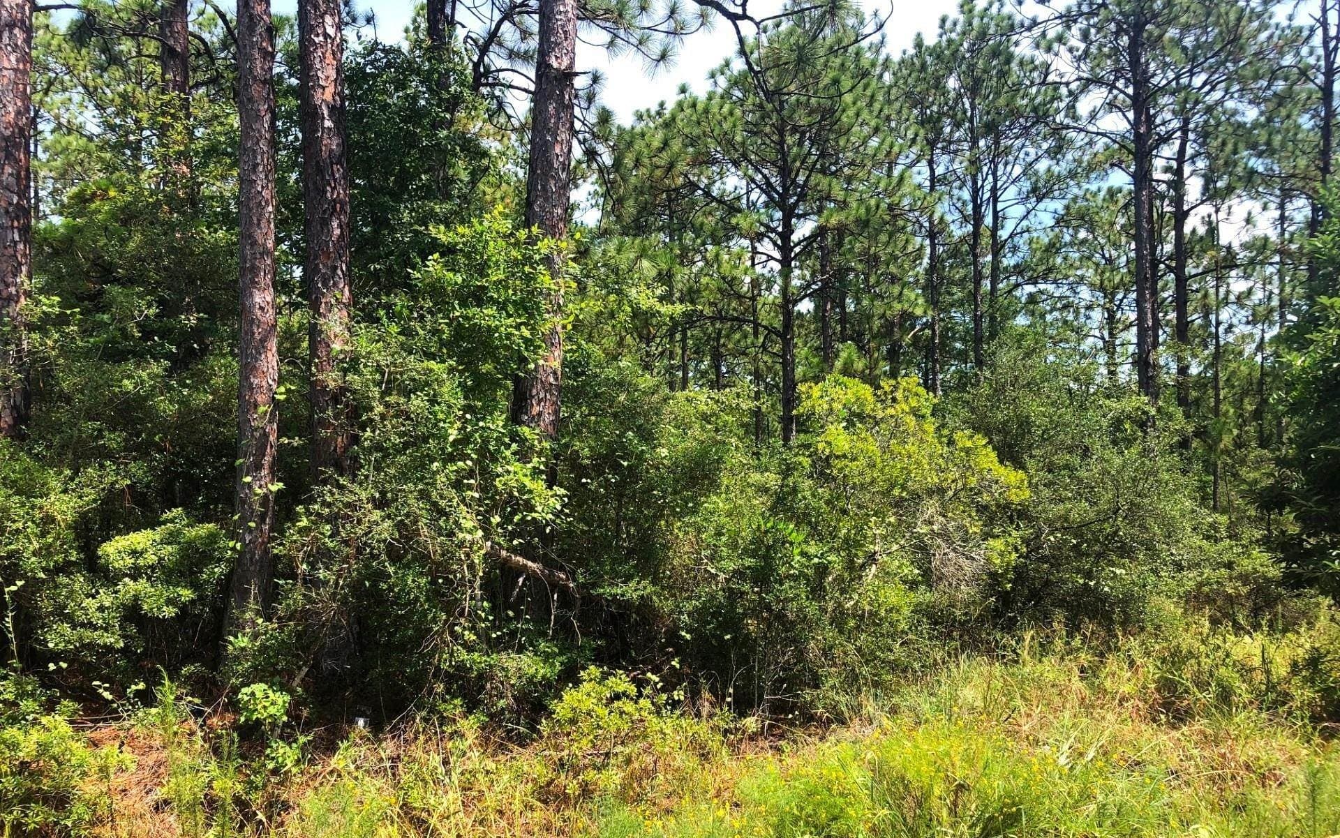 0.26 acres in Texas County gallery image 2