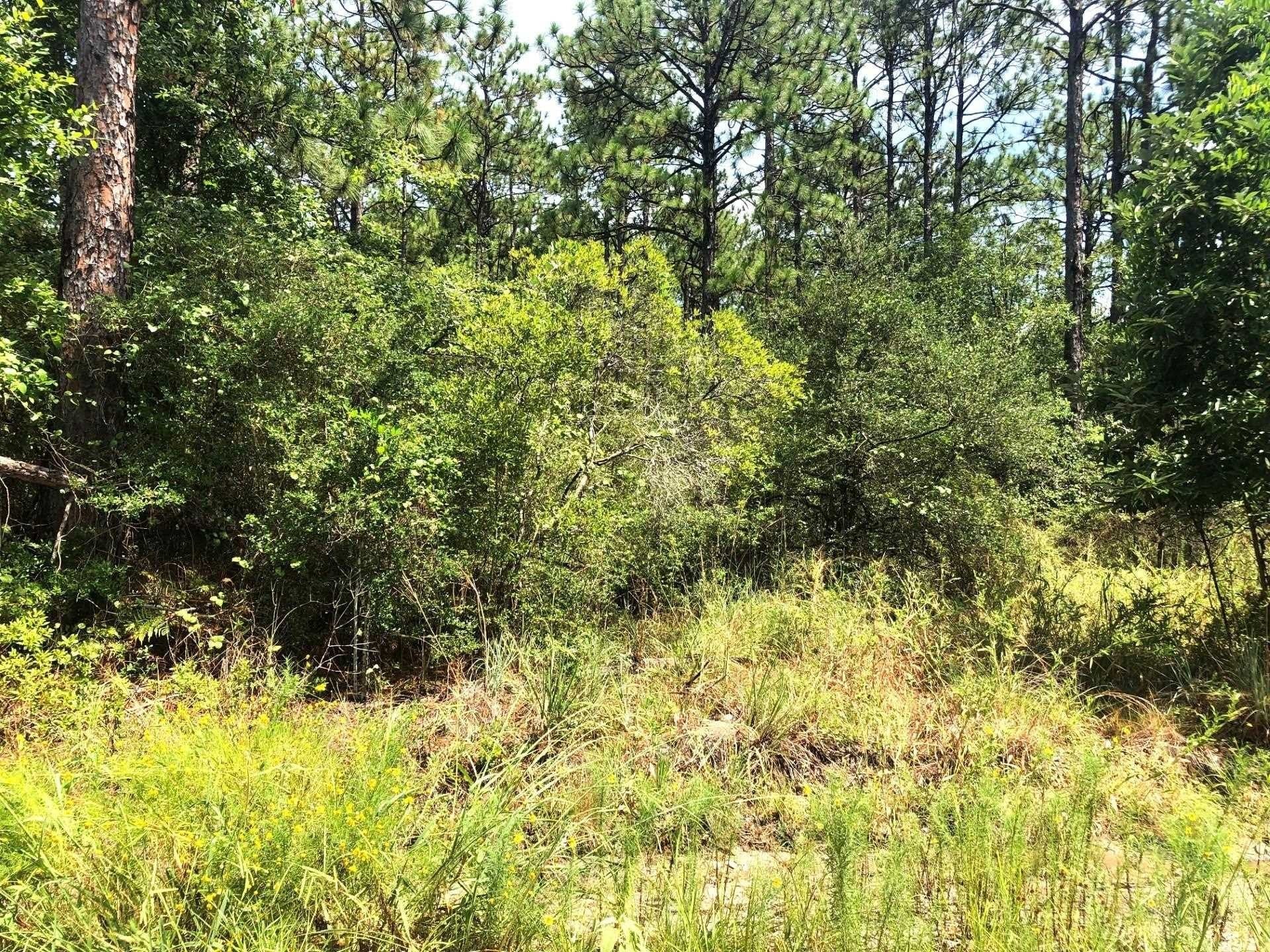 0.26 acres in Texas County gallery image 4