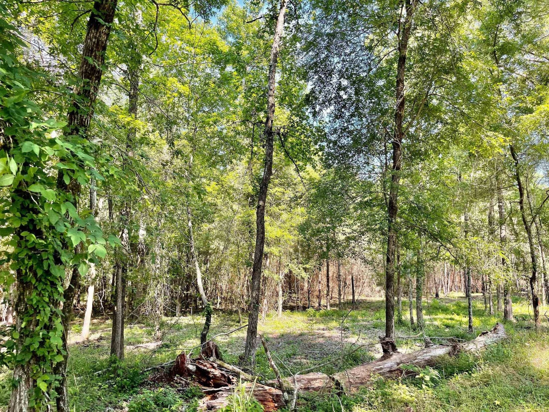 2.15 acres in Marion County - photo 8
