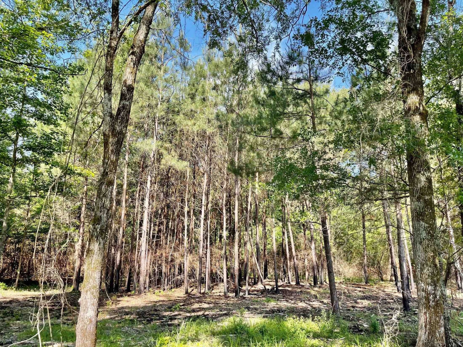 2.15 acres in Marion County - photo 6