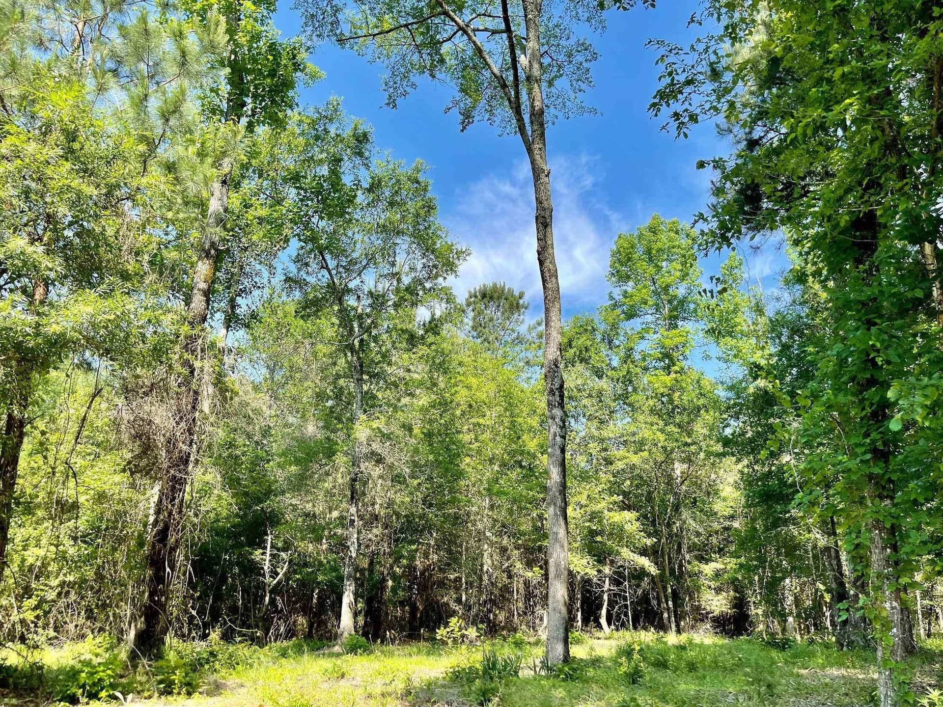 2.15 acres in Marion County gallery image 4