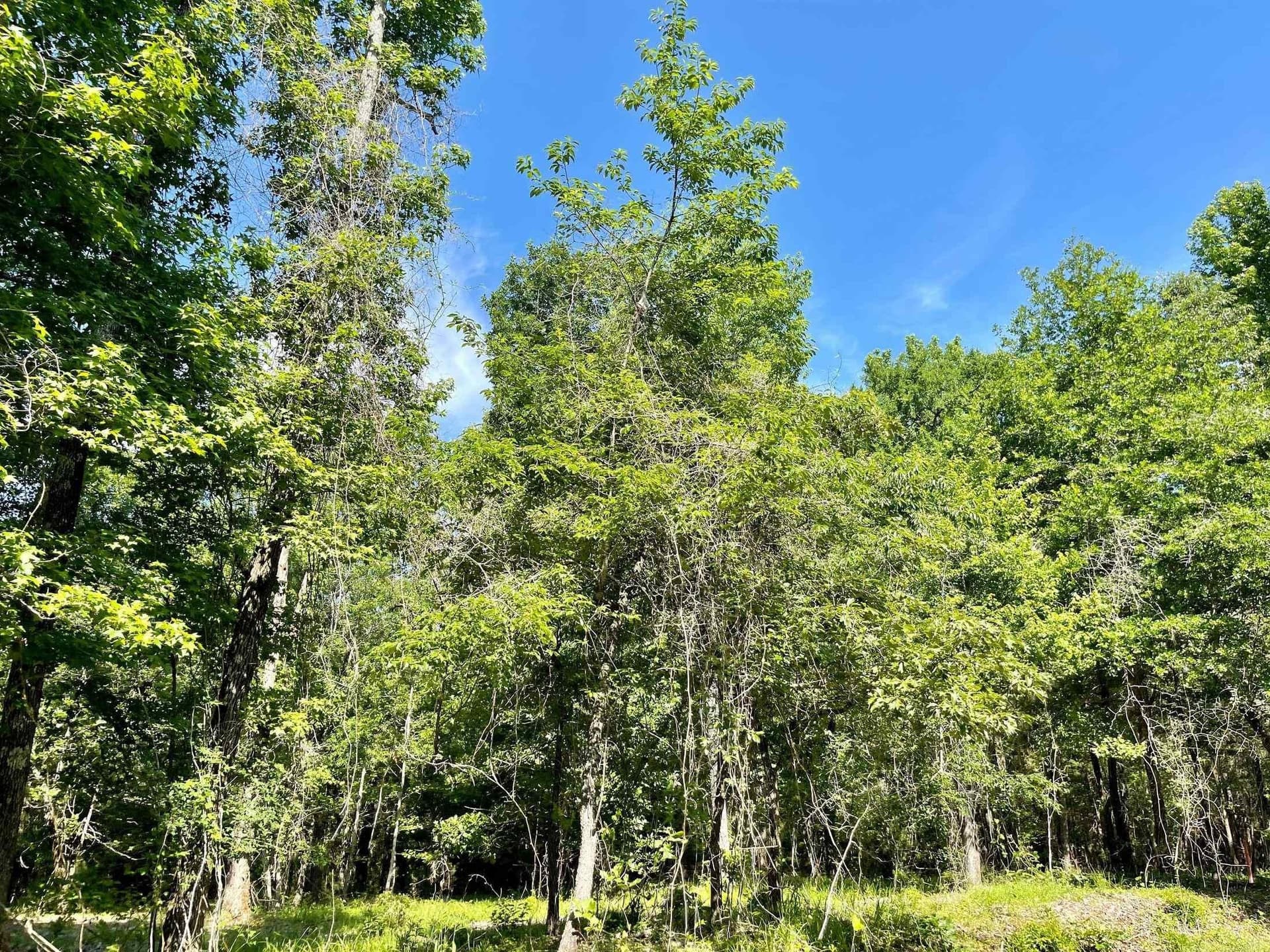 2.15 acres in Marion County gallery image 3
