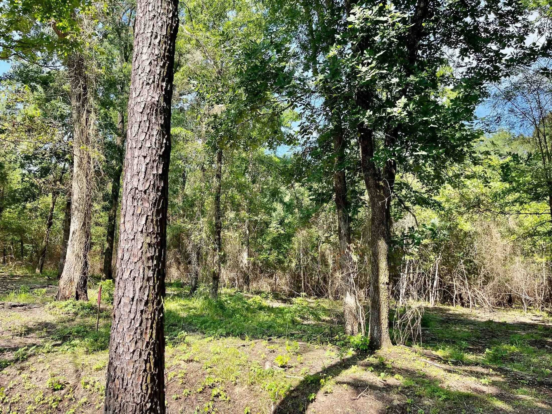 2.15 acres in Marion County - photo 9