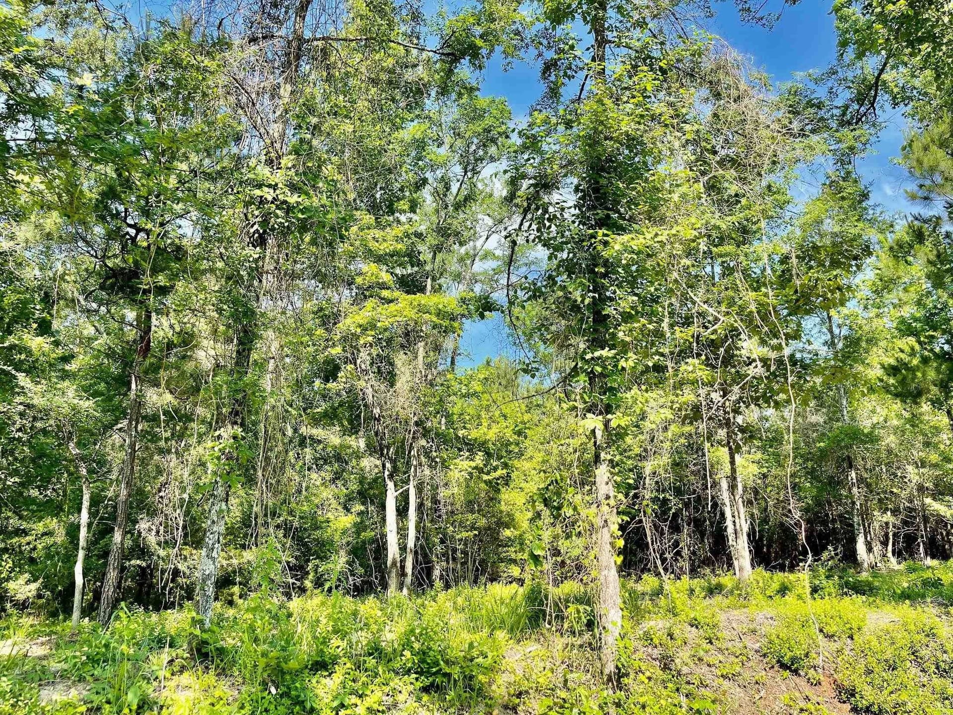 2.15 acres in Marion County - photo 7