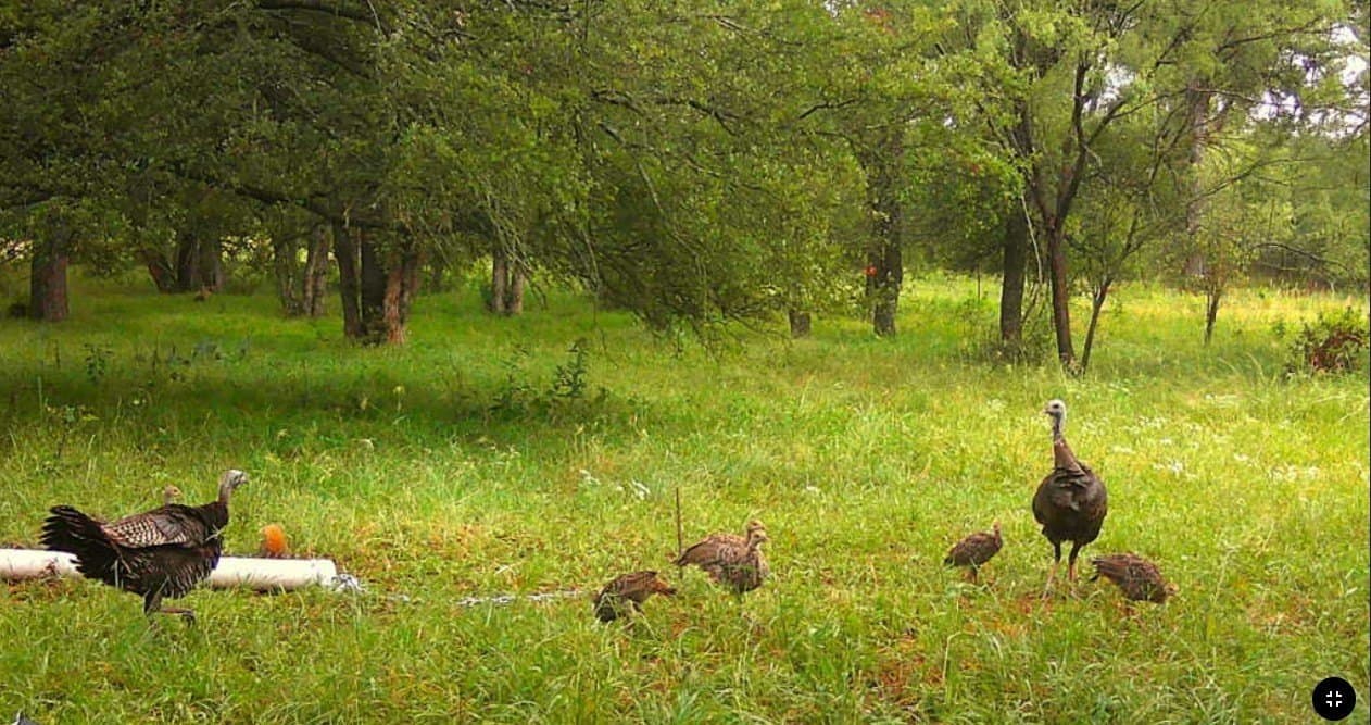 78.92 acres in Palo Pinto County - photo 26