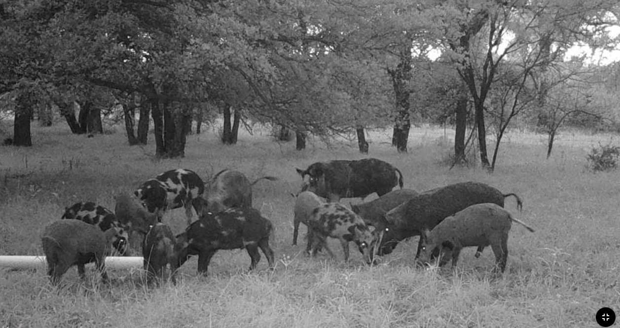 78.92 acres in Palo Pinto County - photo 25