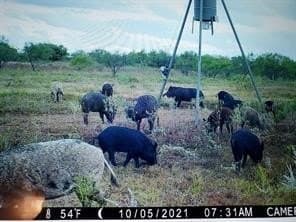 384 acres in Callahan County - photo 18