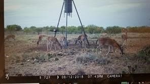 384 acres in Callahan County - photo 14