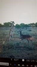 384 acres in Callahan County - photo 16
