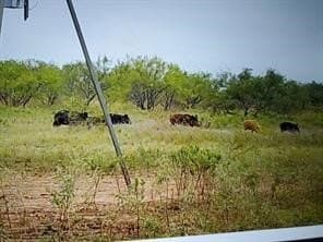 384 acres in Callahan County - photo 15
