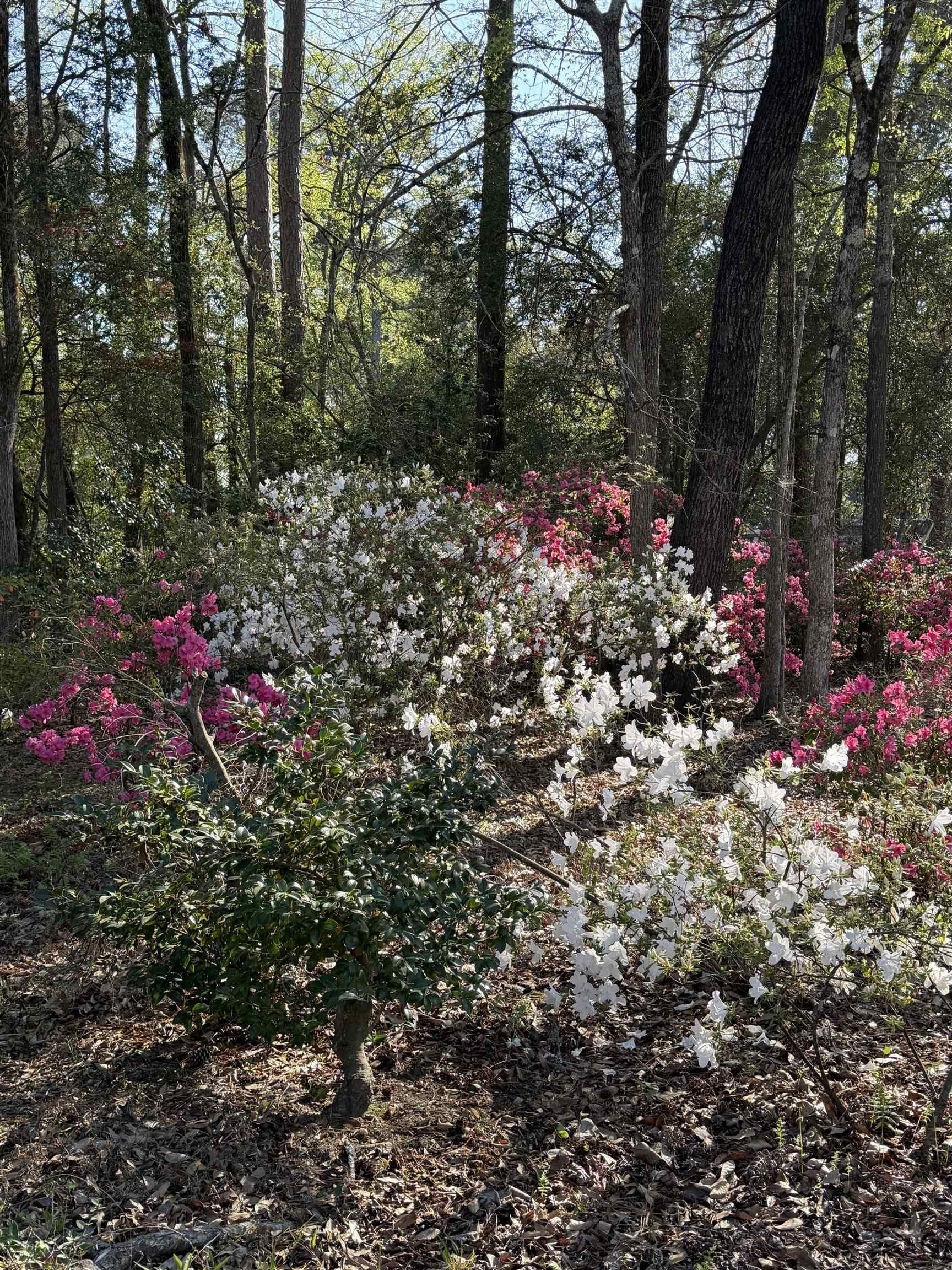 47 acres in Panola County - photo 11