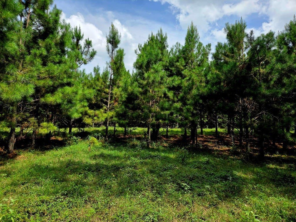 6.7 acres in Texas County gallery image 4