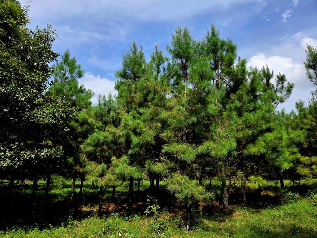 6.7 acres in Texas County gallery image 3
