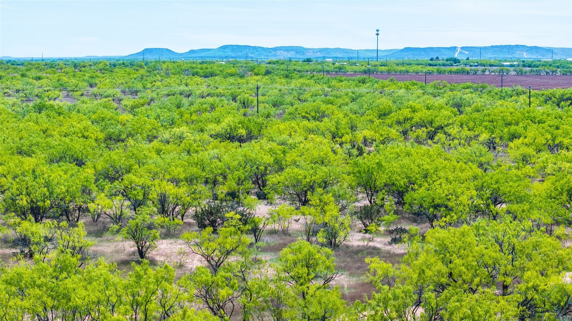 20 acres in Taylor County gallery image 2