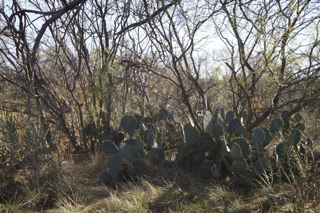87 acres in Young County - photo 14