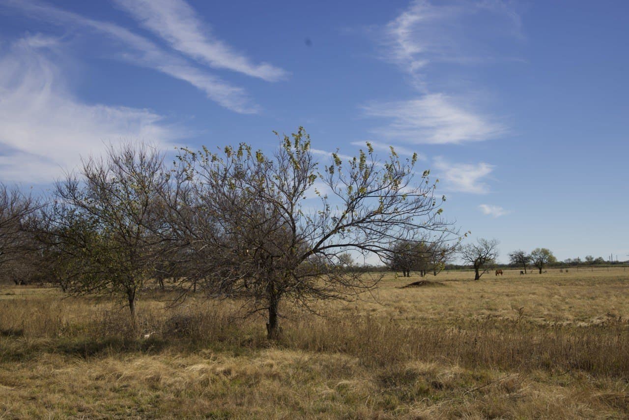 87 acres in Young County - photo 19