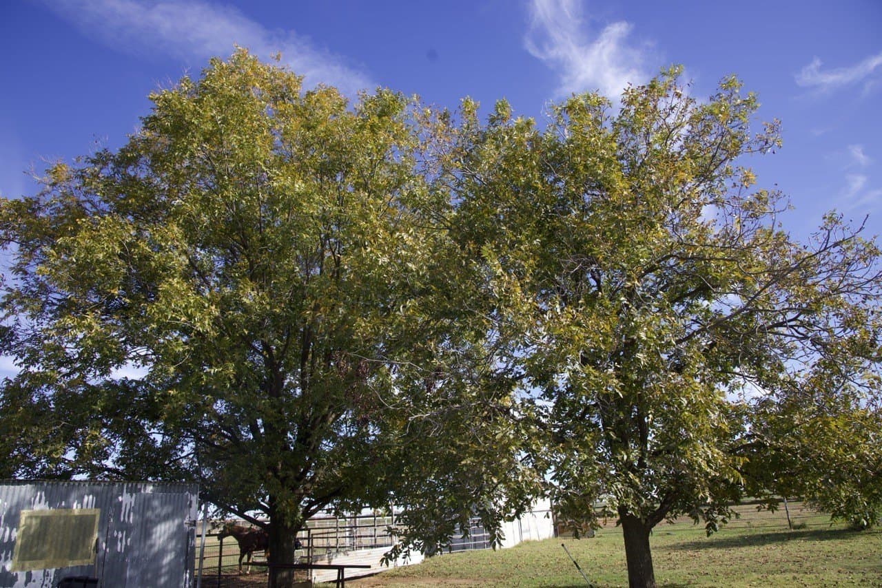 87 acres in Young County - photo 33