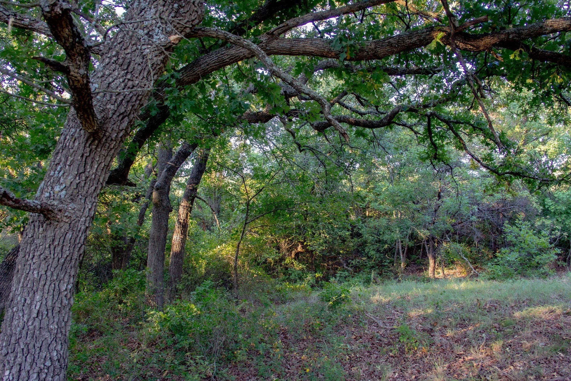 118.3 acres in Jack County - photo 27