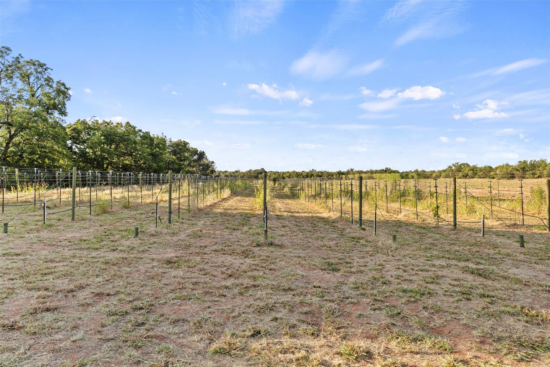 74.4 acres in Wichita County - photo 3