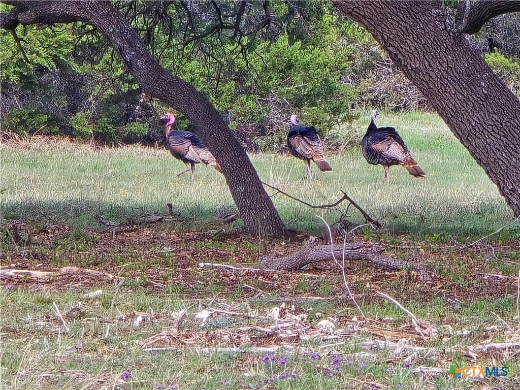 12 acres in Burnet County gallery image 3