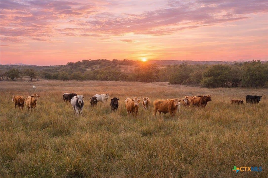 11.74 acres in Hays County gallery image 3