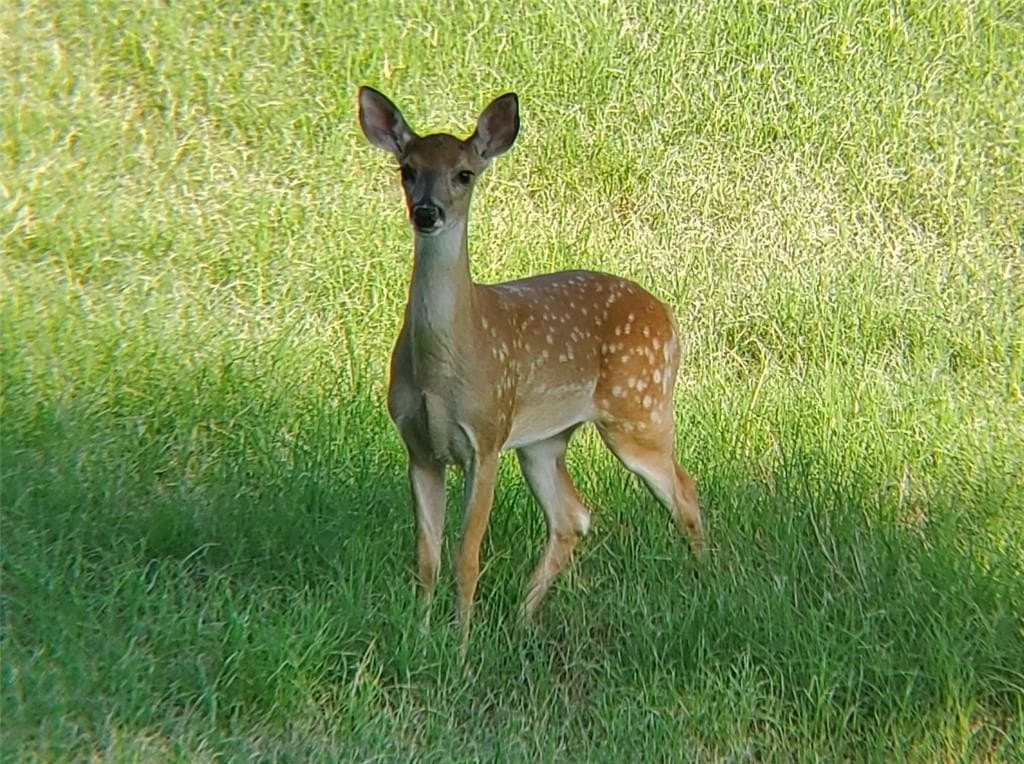 11.28 acres in Ellis County gallery image 2