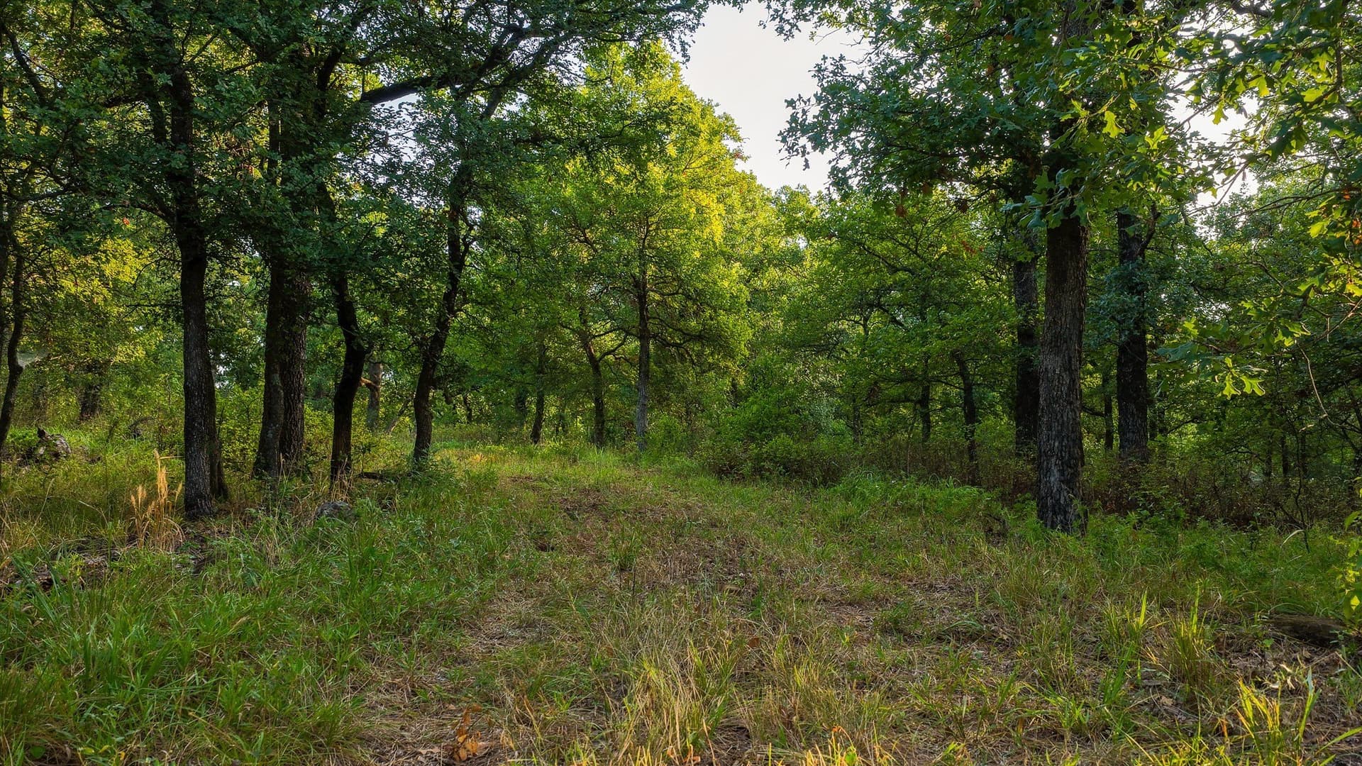 17.19 acres in Jack County - photo 33