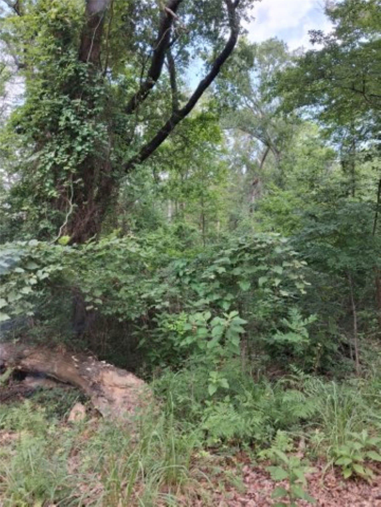 0.88 acres in Van Zandt County gallery image 4