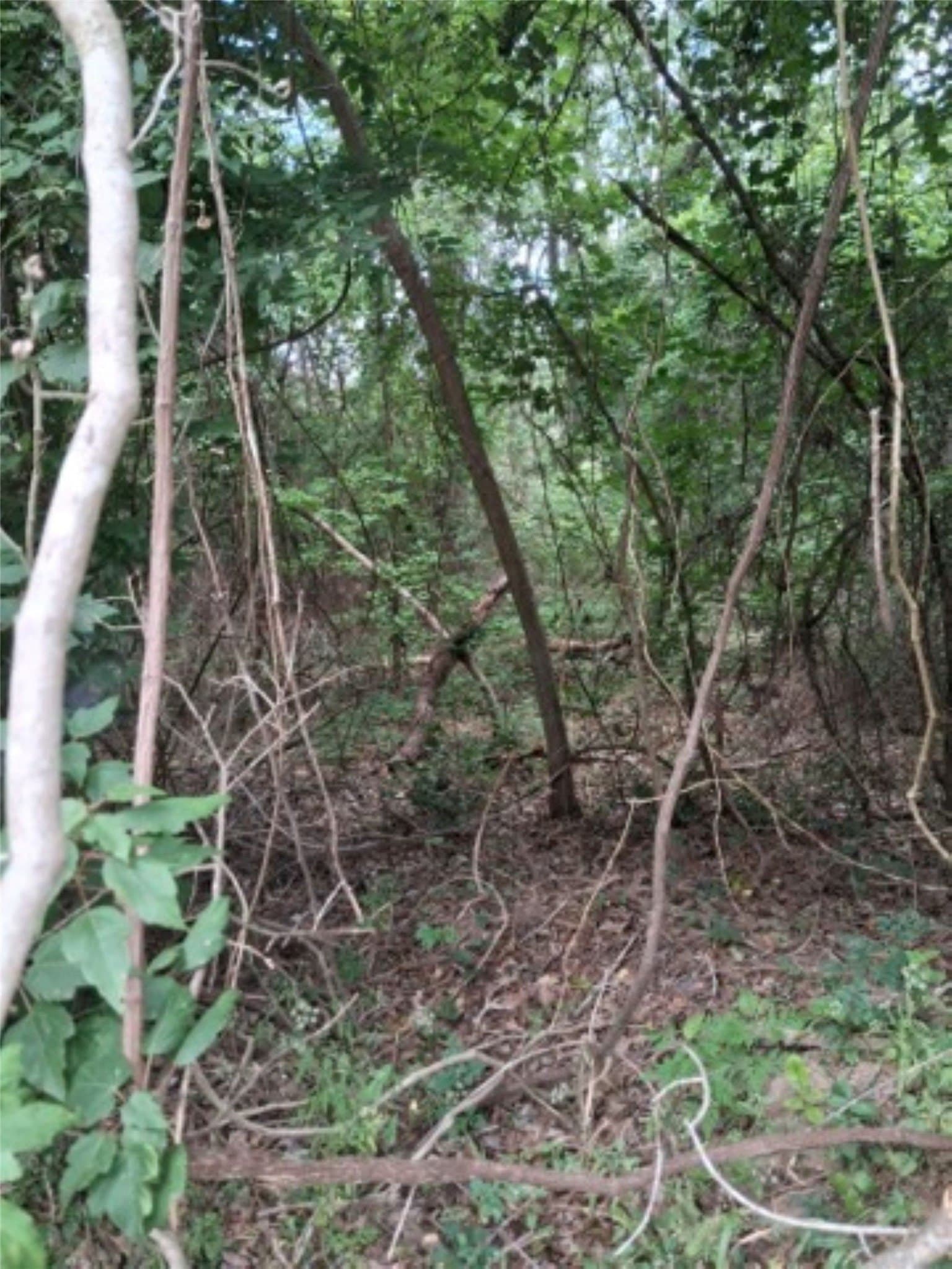 0.88 acres in Van Zandt County gallery image 3