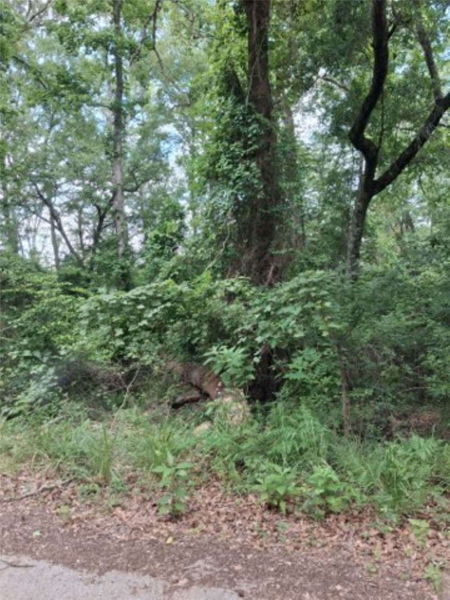 0.88 acres in Van Zandt County gallery image 2