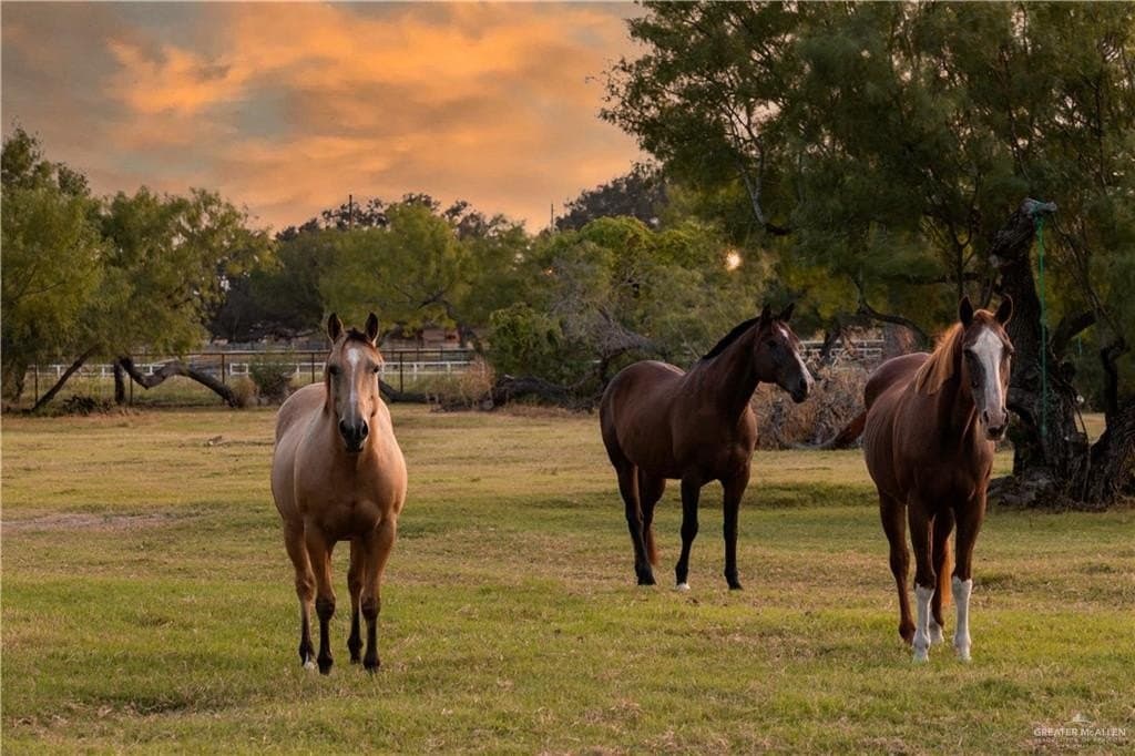 4.75 acres in Hidalgo County gallery image 4