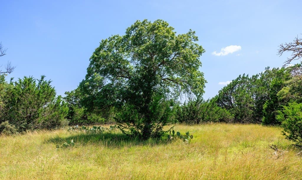 35.4 acres in Gillespie County - photo 16