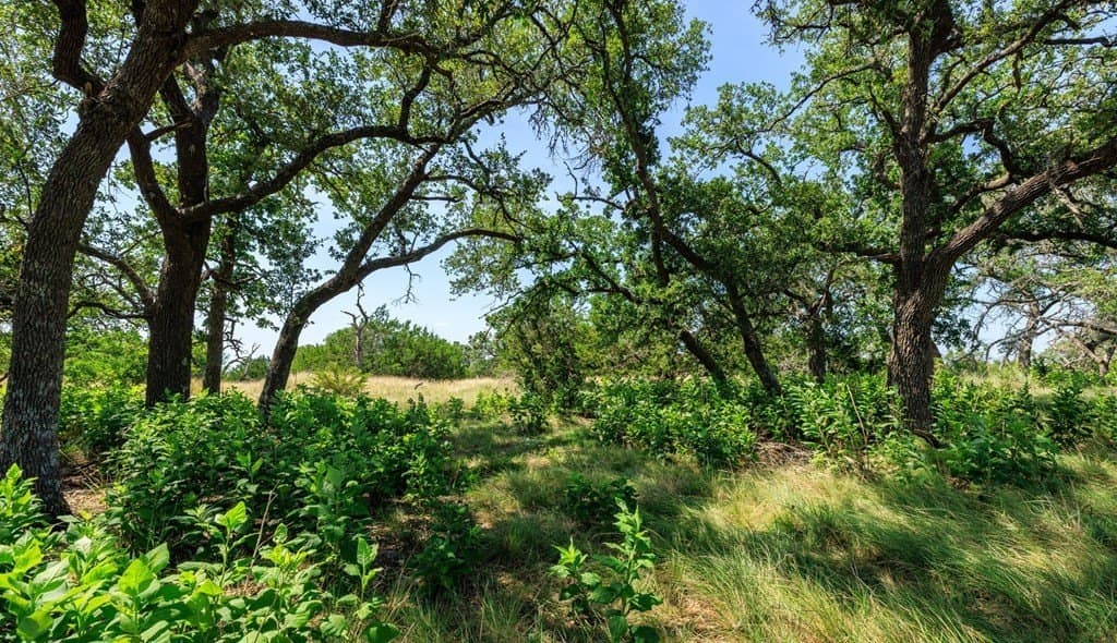 35.4 acres in Gillespie County - photo 15