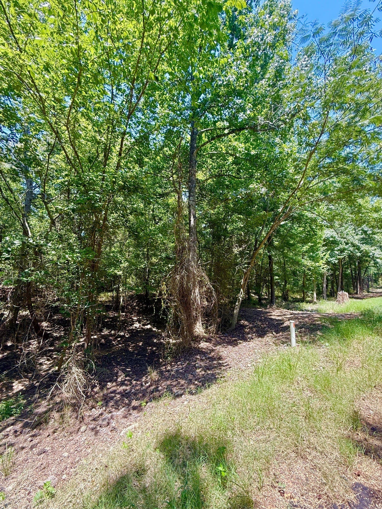 2.6 acres in Titus County gallery image 3