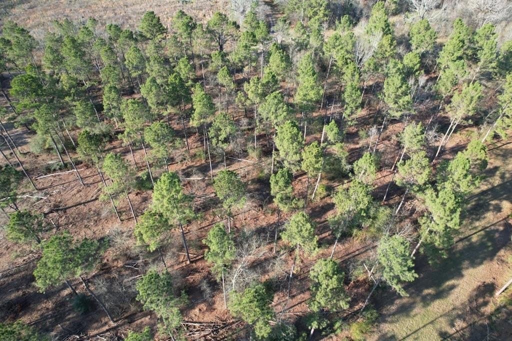 10 acres in Panola County gallery image 4